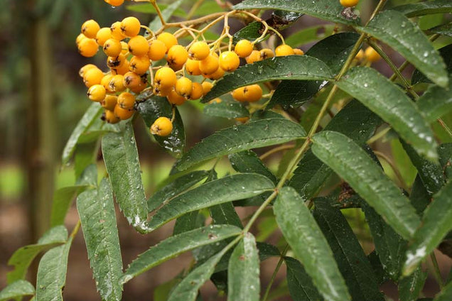 Sorbus arnoldiana 'Schouten' vrucht