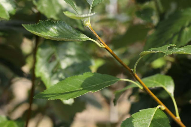 Sorbus latifolia 'Henk Vink' twijg