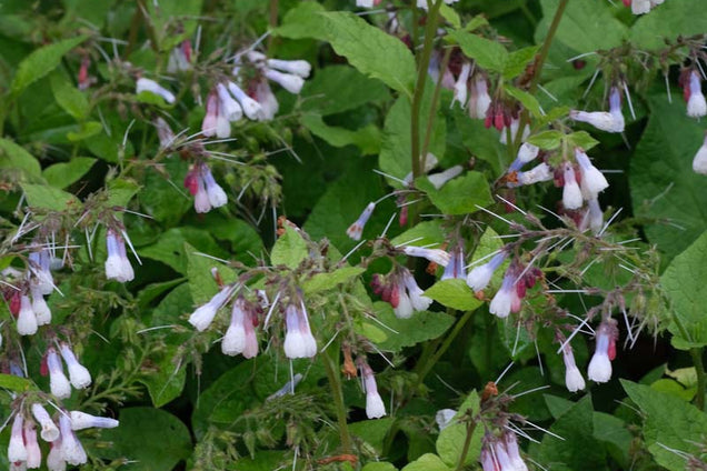 Symphytum grandiflorum bloesem