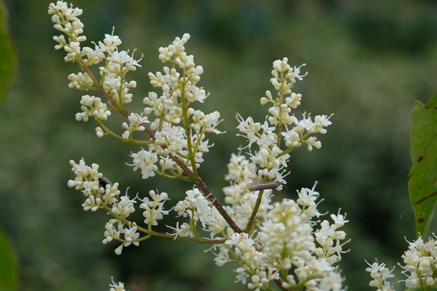 Syringa reticulata bloem