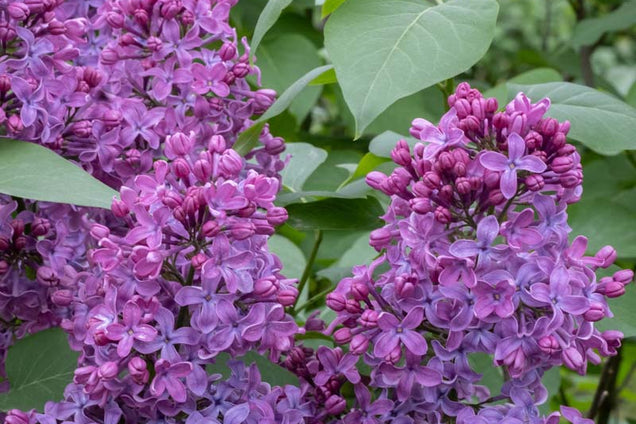 Syringa vulgaris 'Ruhm von Horstenstein' bloem