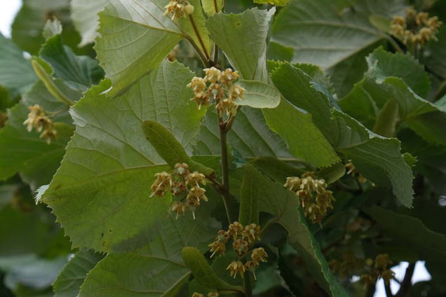 Tilia tomentosa 'Brabant' bloesem