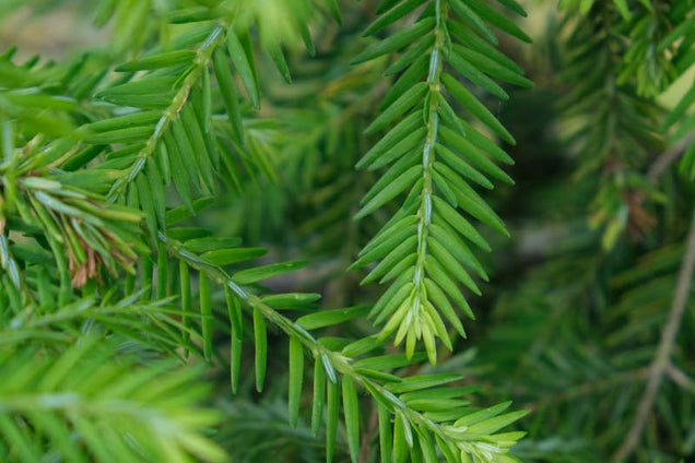 Tsuga canadensis naald