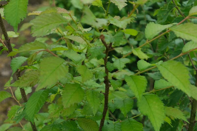 Ulmus glabra twijg