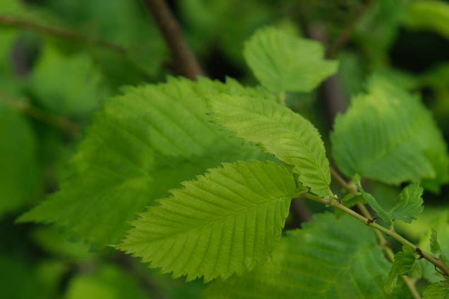 Ulmus laevis blad