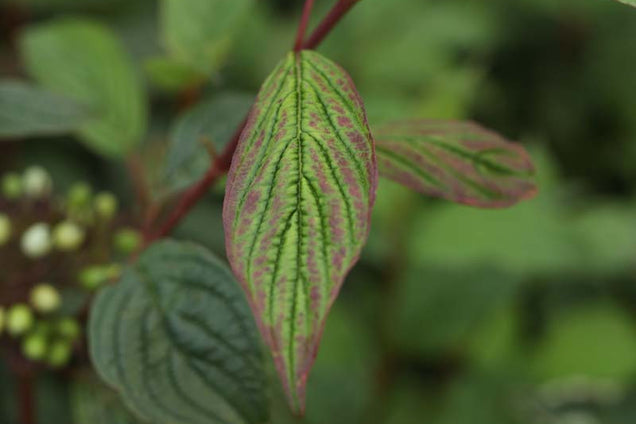 Viburnum farreri blad