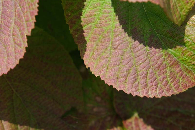 Viburnum furcatum blad