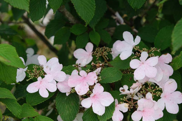 Viburnum plicatum 'Pink Beauty' bloem