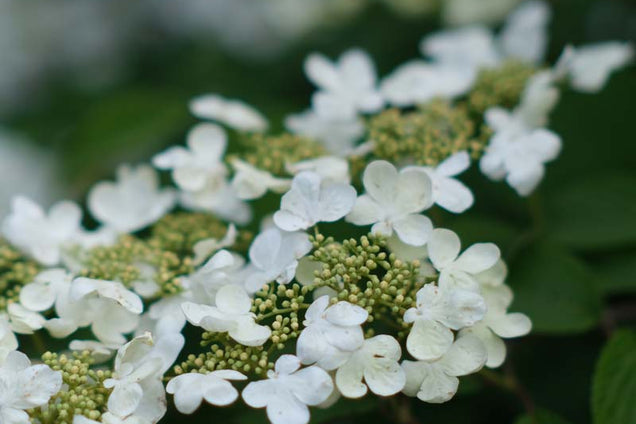Viburnum plicatum 'Summer Snowflake' bloem