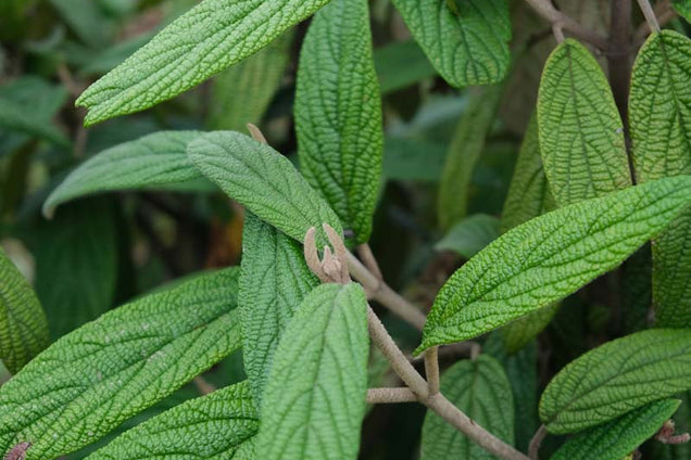 Viburnum rhytidophyllum blad