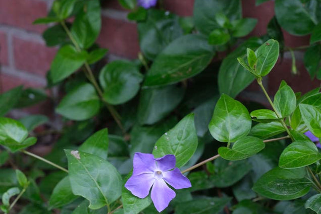 Vinca major bloem