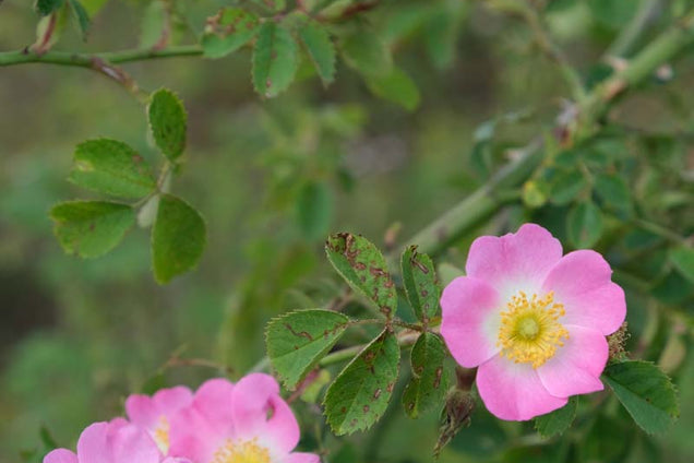Rosa rubiginosa (o) bloem