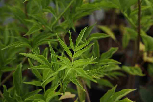 Sambucus nigra 'Korsør' blad