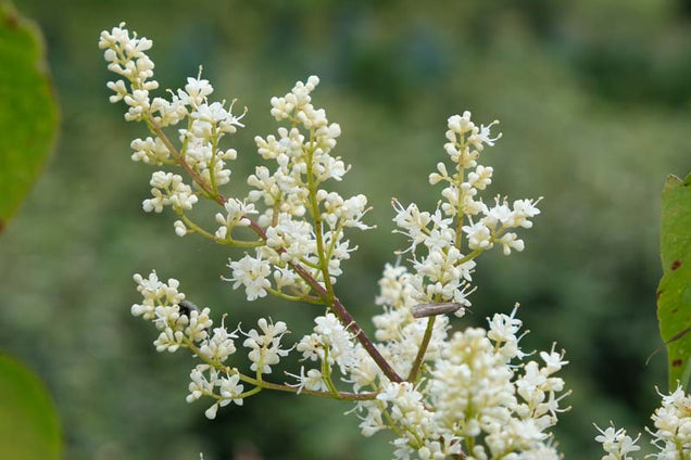 Syringa reticulata mandshurica bloem