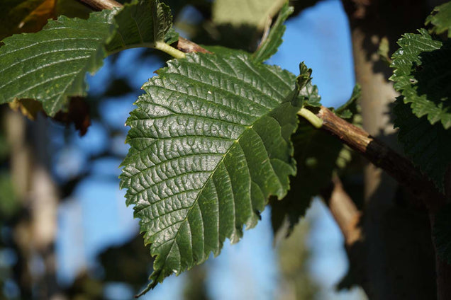 Ulmus minor 'Wanoux' blad