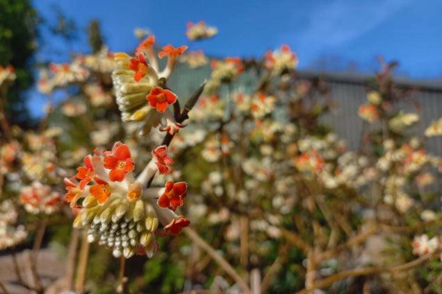 Edgeworthia chrysantha 'Red Dragon' bloem
