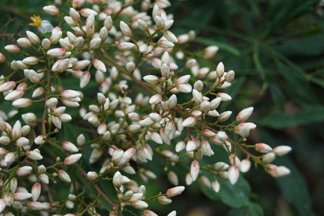 Nandina domestica 'Firepower' bloesem