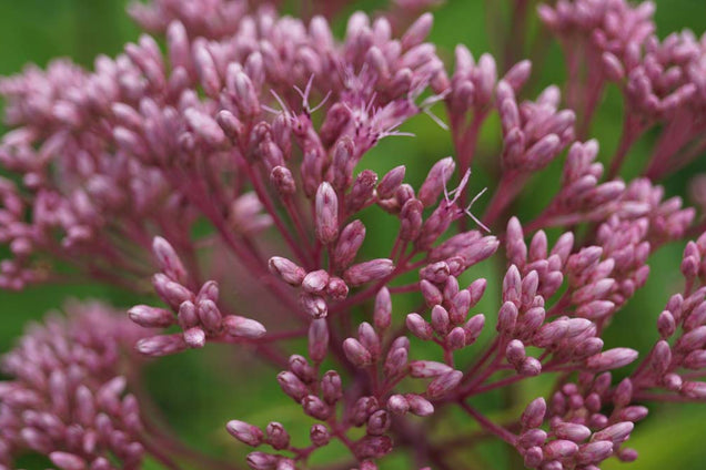 Eupatorium maculatum 'Atropurpureum' bloem