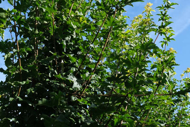 Acer campestre 'Fastigiatum' twijg