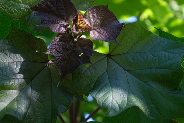 Catalpa ovata blad
