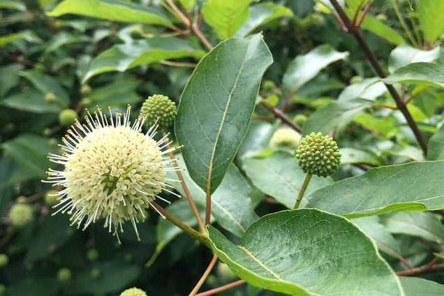 Cephalanthus occidentalis bloem