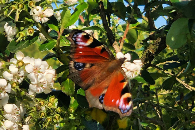 Escallonia 'Iveyi' biodiversiteit