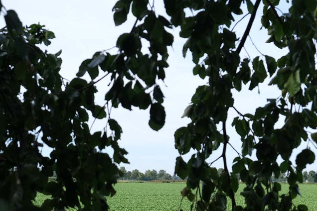 Fagus sylvatica 'Bornyensis' twijg