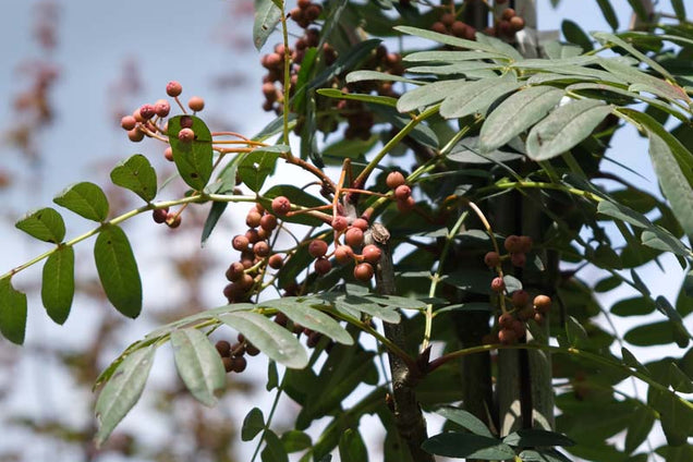 Sorbus pseudovilmorinii bes