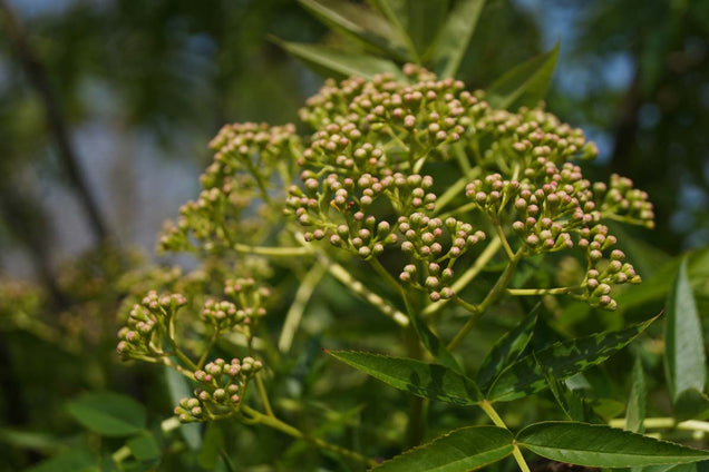 Sorbus commixta bloesem