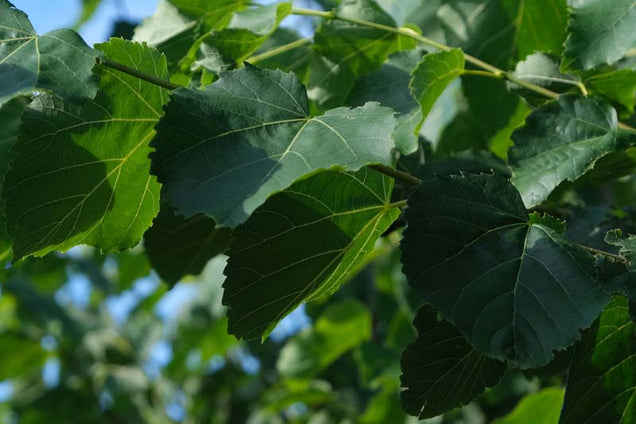 Tilia flavescens 'Glenleven' twijg