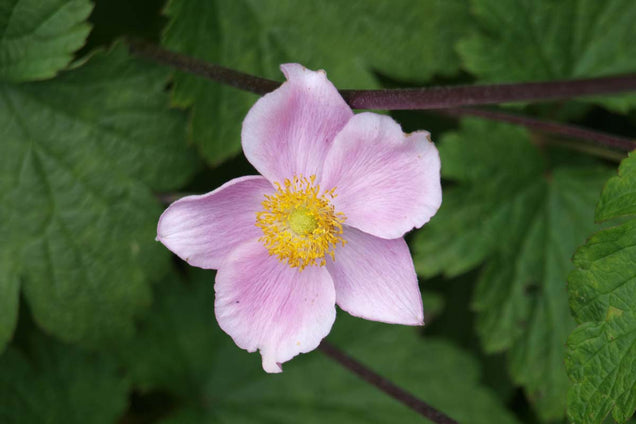 Anemone hybrida 'Königin Charlotte'