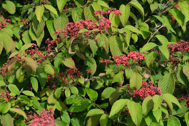 Viburnum plicatum 'Cascade'