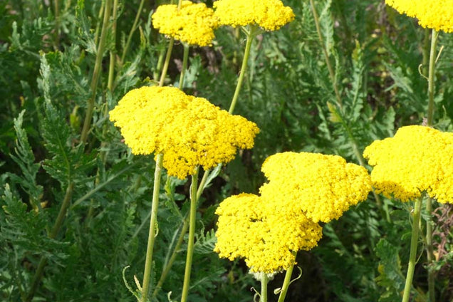 Achillea filipendulina bloem