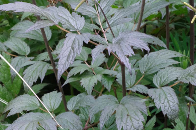 Actaea simplex 'Brunette' blad