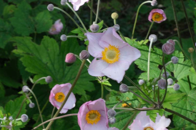 Anemone hupehensis 'September Charm' bloem