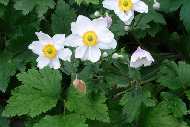 Anemone hybrida 'Honorine Jobert' bloem