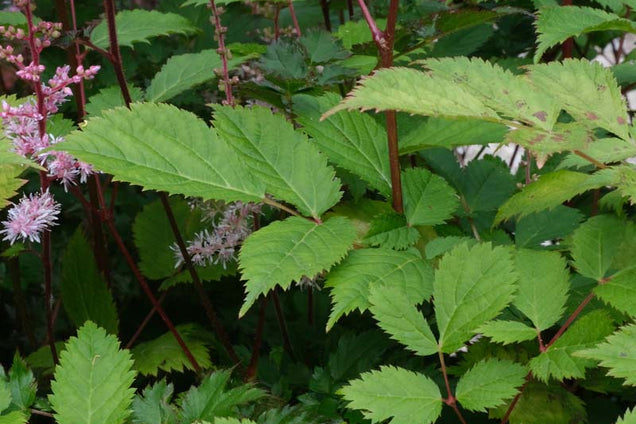 Astilbe chinensis 'Pumila' blad