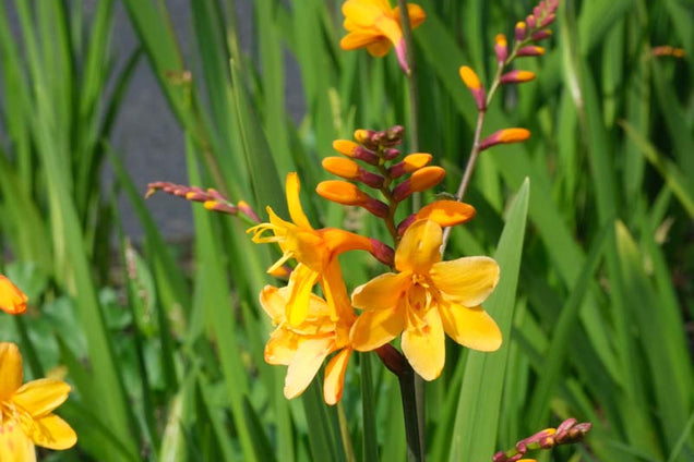 Crocosmia 'George Davidson' bloem