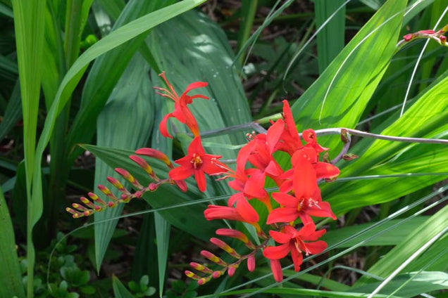 Crocosmia 'Lucifer' bloem