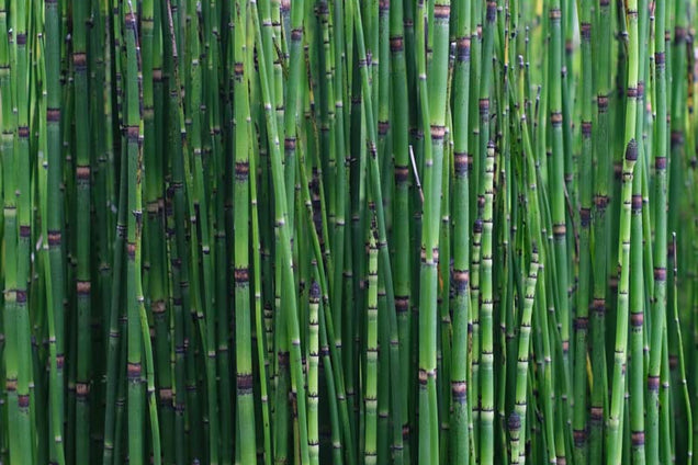 Equisetum hyemale 'Japonicum'