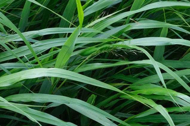 Hakonechloa macra blad