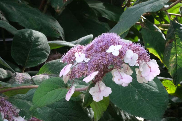 Hydrangea aspera bloem