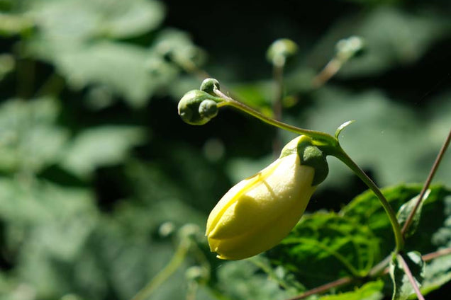 Kirengeshoma palmata bloem