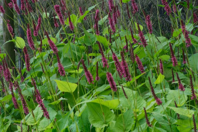 Persicaria amplexicaulis bloem