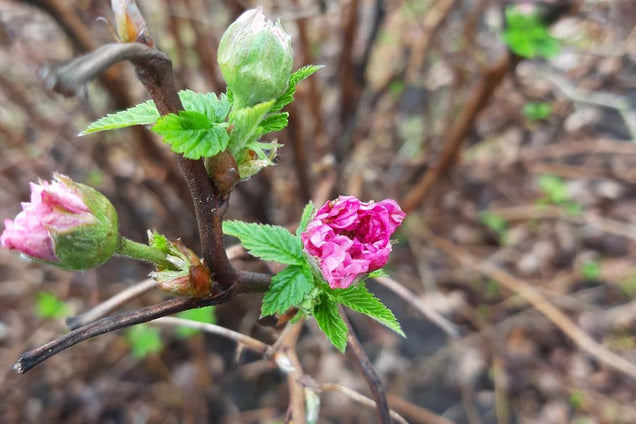 Rubus spectabilis 'Olympic Double' bloem