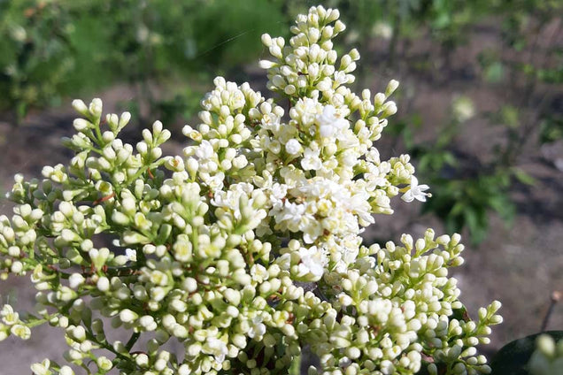 Syringa reticulata 'Ivory Silk' bloem