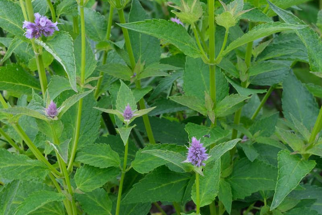 Agastache 'Blue Fortune' bloem