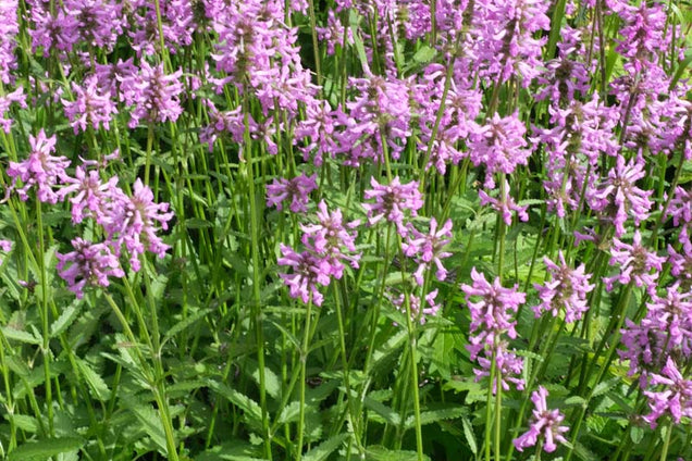 Betonica officinalis bloesem