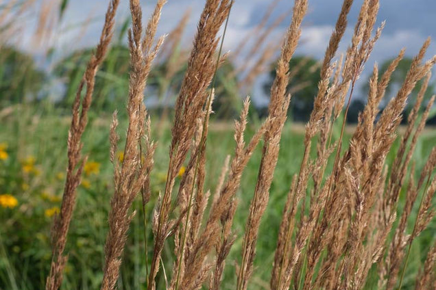 Calamagrostis acutiflora 'Karl Foerster'