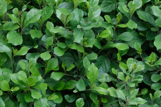 Ceratostigma plumbaginoides blad